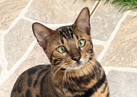 Advogada oferece R$ 1 mil para quem achar Batata, 'gato-de-bengala' desaparecido