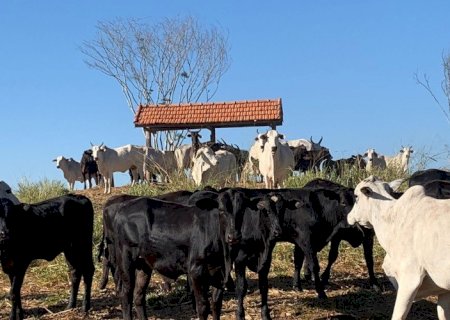 Prazo para declaração de Rebanho no estado segue até dia 30