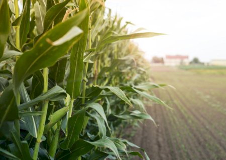 Confira como ficam os preços do agronegócio em Dourados