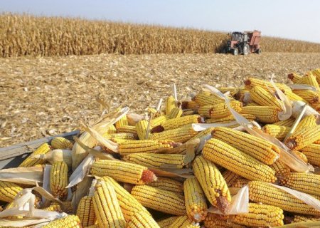 Confira como iniciam os preços do agronegócio nesta quinta-feira em Dourados