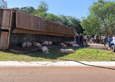 Delegado que investiga furto de porcos após carreta tombar já está ouvindo testemunhas