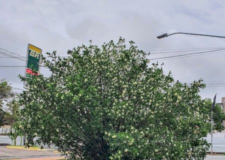 Sancionada lei que proíbe plantio da árvore 'murta' em MS; saiba o motivo