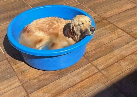 Banho em pets parece inofensivo, mas nem sempre é necessário