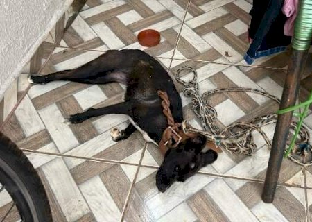 Homem &eacute; preso ap&oacute;s deixar cachorro morrer de exposi&ccedil;&atilde;o solar na Capital