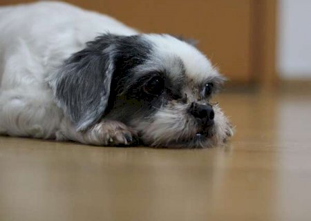 Voc&ecirc; sabia que seu pet tamb&eacute;m pode ter problemas no cora&ccedil;&atilde;o?