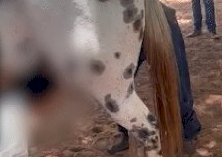 Em novo v&iacute;deo, outro jovem aparece molestando cavalo na mesma fazenda