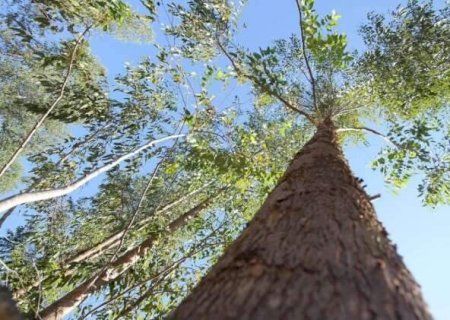 Decreto regulamenta tr&ecirc;s tipos de cr&eacute;ditos para reposi&ccedil;&atilde;o florestal em MS