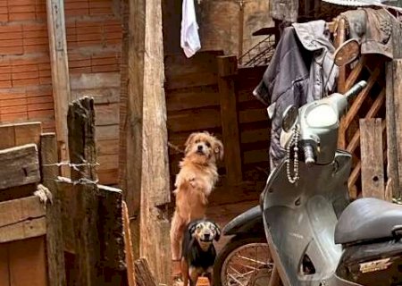 Homem &eacute; detido ap&oacute;s manter cachorros acorrentados em quintal insalubre