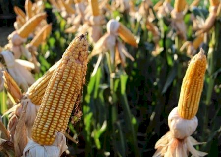 Mato Grosso do Sul atinge 44,5% da &aacute;rea plantada com milho safrinha