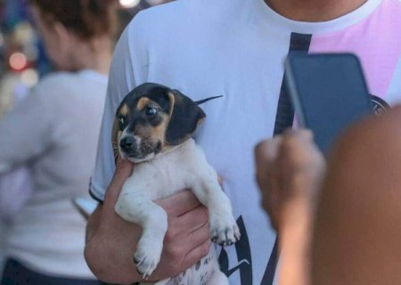 Noroeste recebe plant&atilde;o para castrar 200 pets neste s&aacute;bado