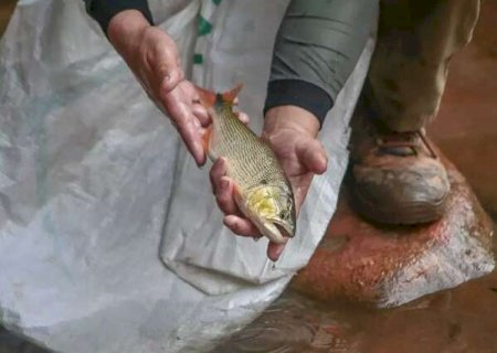 Ap&oacute;s pedidos de vistas, prorroga&ccedil;&atilde;o da proibi&ccedil;&atilde;o de pesca de dourado &eacute; aprovada