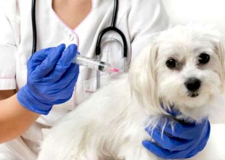 Pet shop deve contratar veterinário para vacinas, decide Justiça Federal