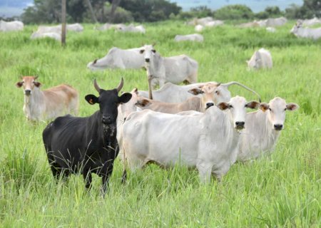 Exportações absorvem oferta de carne bovina em MS