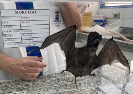 Saúde confirma 3º caso de morcego infectado pela raiva só neste ano