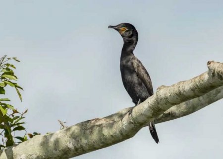 Atlas lançado na COP15 mostra rotas migratórias de aves vulneráveis
