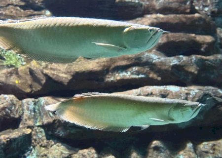 Peixes do Bioparque são batizados de Axl e Slash em homenagem a Guns N' Roses