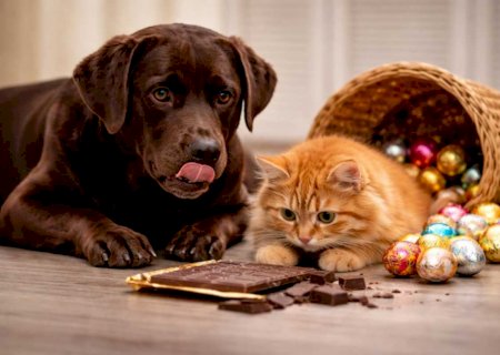Páscoa: chocolate está entre os principais riscos à saúde de cães e gatos