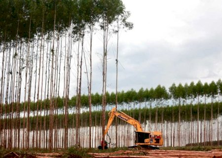 Bracell inicia 1ª colheita em MS