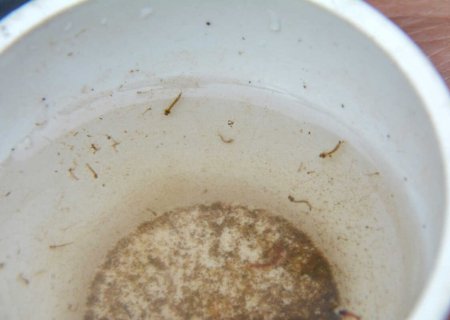 Epicentro da doença em MS, Dourados investiga mais duas mortes por chikungunya