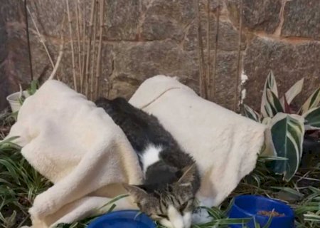 A Ong AmiCat's realiza neste mais uma Feira de Adoções