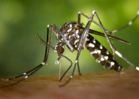 Mais uma pessoa morre por suspeita de Chikungunya em Dourados