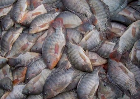 Exportações de tilápia em MS teve receita superior a US$ 10 milhões