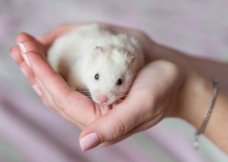 Hamster: Veja 7 cuidados para ter com o roedor
