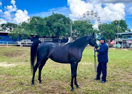 Genética sul-mato-grossense domina julgamento de cavalos árabes na Expogrande
