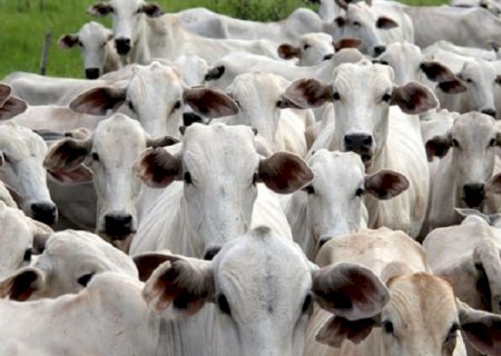 Produtores rurais de MS tem até 1º de maio para fazer a declaração obrigatória de rebanho